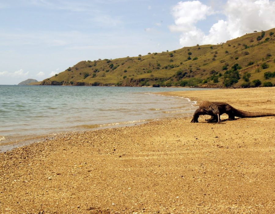 KOMODO ISLAND