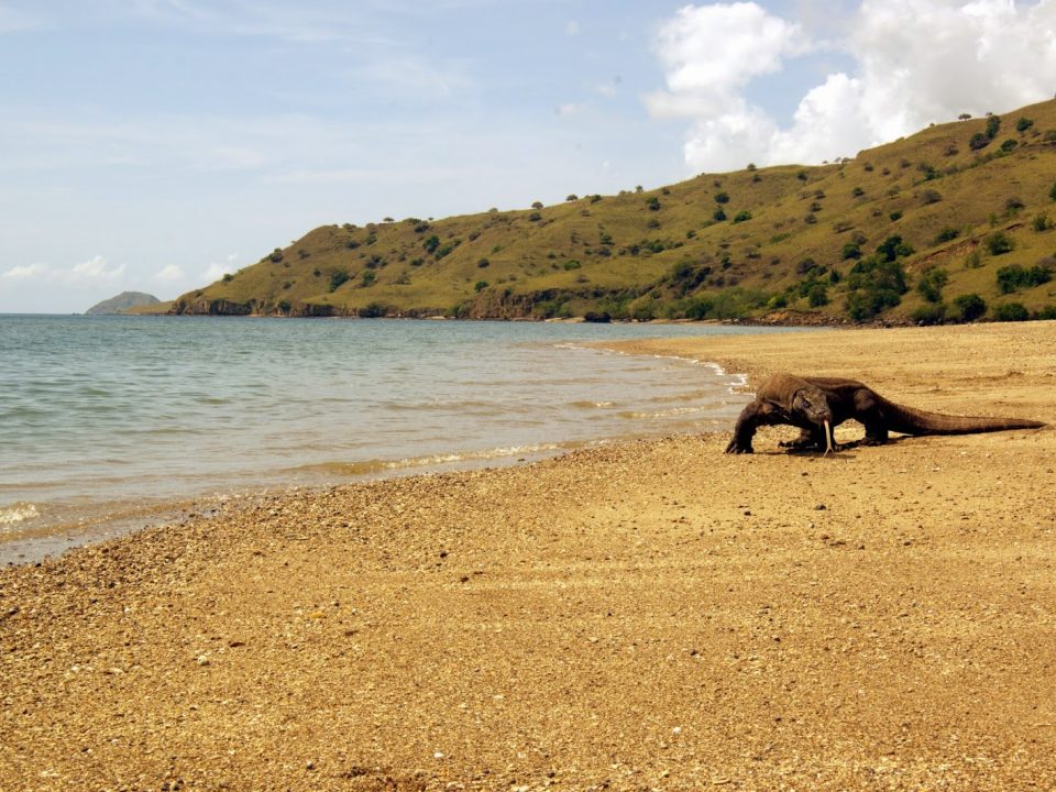 KOMODO ISLAND