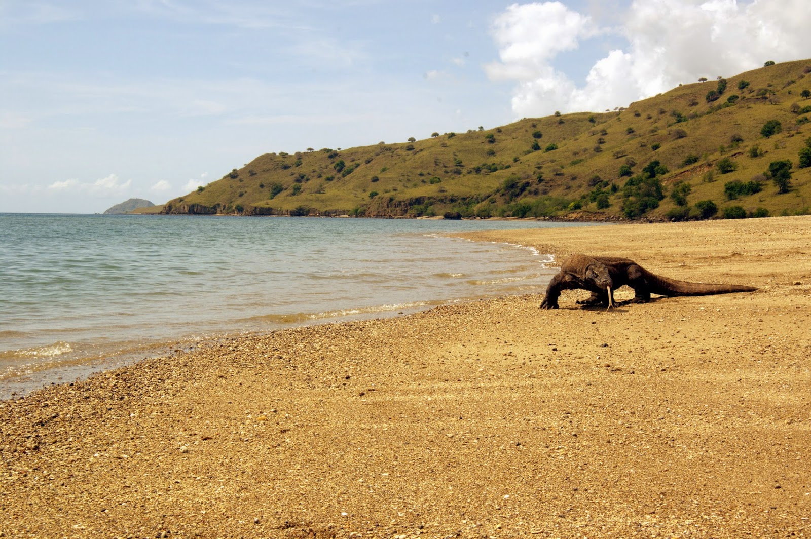 KOMODO ISLAND