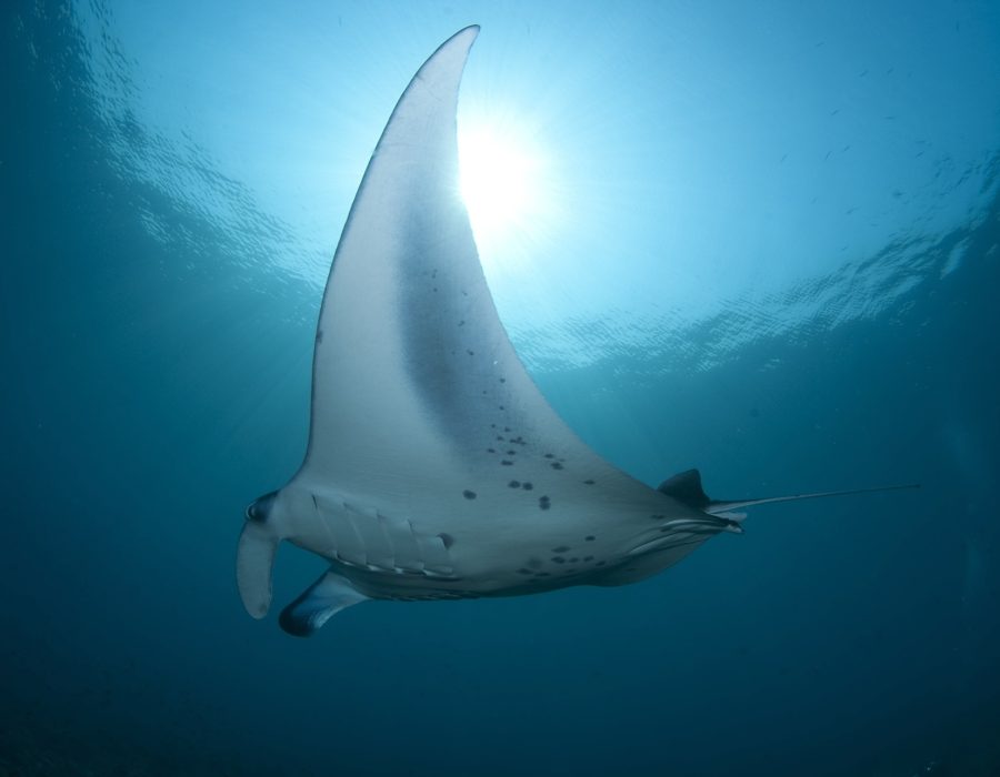 MANTA POINT