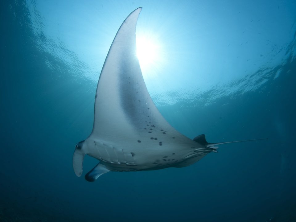 MANTA POINT