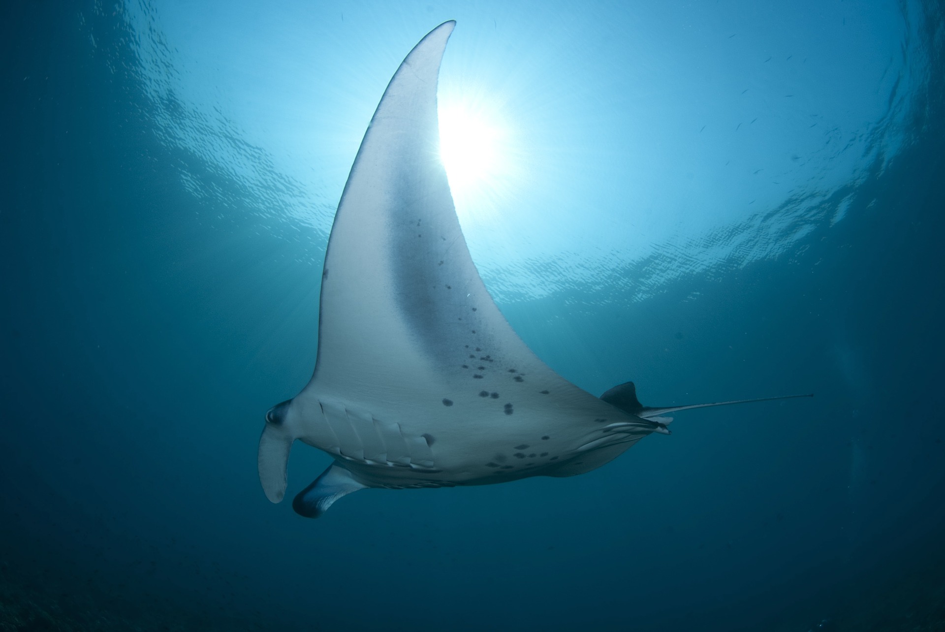 MANTA POINT